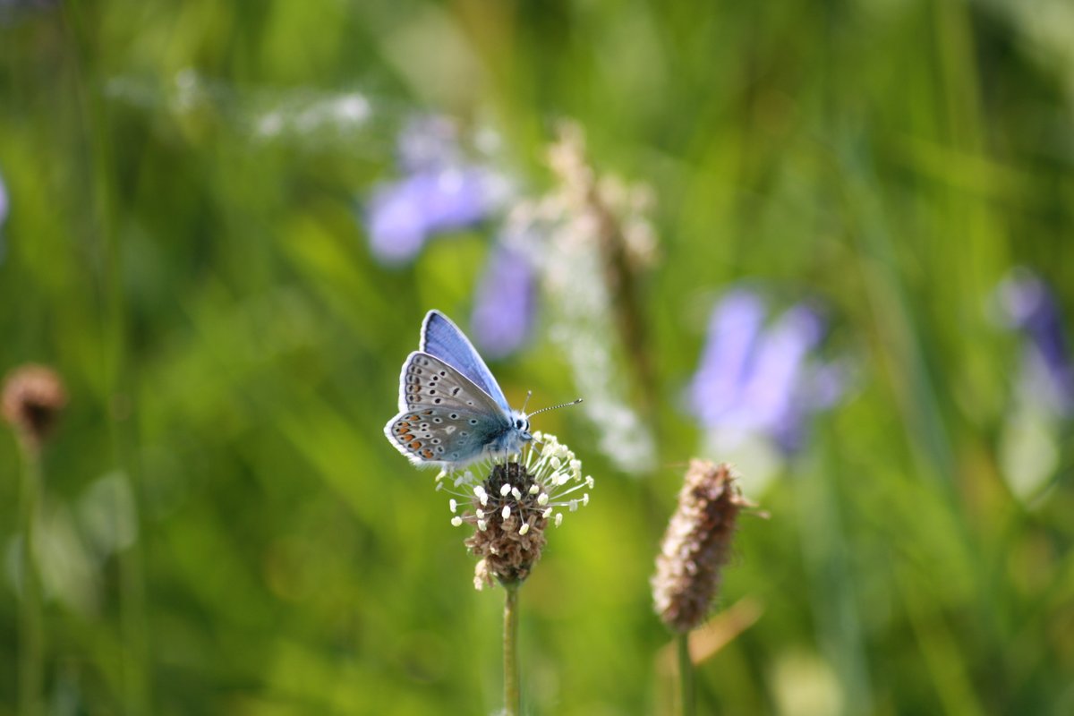 swlakes's tweet photo. Before the end of the Big #ButterflyCount today, why not see how many different species you can spot at the lakes and #GetOutForTheCount! π¦ Find out where and how to spot different butterflies in our blog: https://t.co/VWracZ7gC7 @savebutterflies @KateDent3 #itsyouroutdoors https://t.co/1CW7yXkSC8