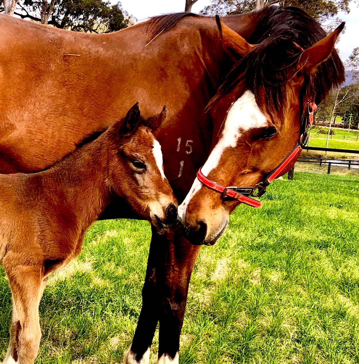 Great start to the breeding season with this beautiful filly by CASTELVECCHIO born this morning.
One down many to go!  <a href="/ArrowfieldStud/">Arrowfield Stud</a>
