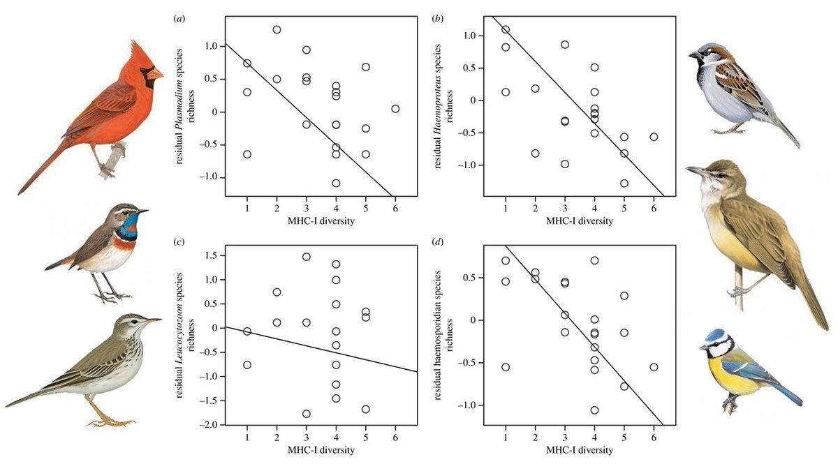 rytikerttunen's tweet photo. @OVincze_ et al. (2021) Avian blood parasite richness decreases with MHC class I loci number https://t.co/atsLHy8MWW | @RSocPublishing #BiologyLetters | @CIBIO_InBIO @cefemontpellier @MIVEGEC @ird_fr @CNRS | #ornithology #avianmalaria #MajorHistocompatibilityComplex https://t.co/iIqd1QohHn