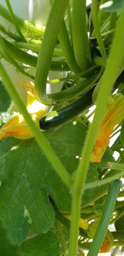 TrulyUnique7's tweet photo. Who else is ready to start growing their own food? https://t.co/uKcwv3Kdqt
