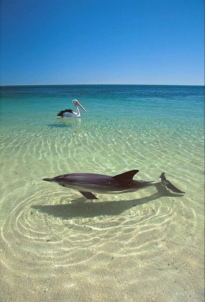 Livshits tweet media