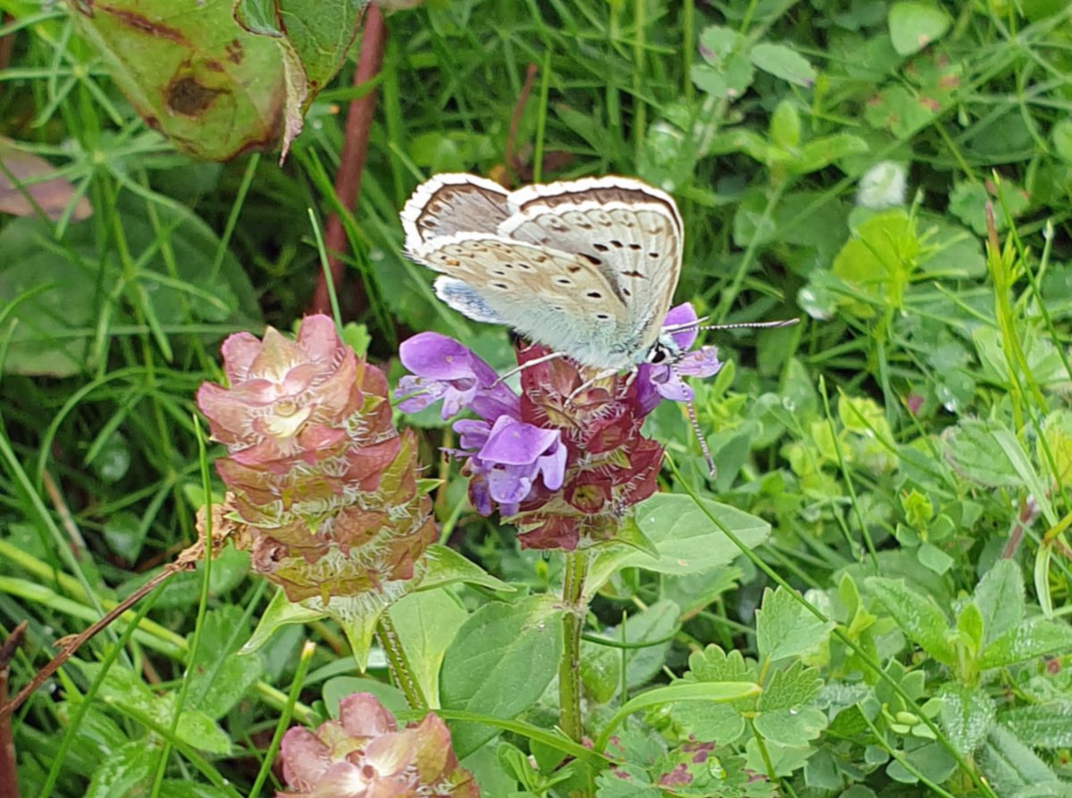Amershammuseum's tweet photo. Lots of Chalk Hill Blue butterflies on #ChristmasCommon. The distribution of this species follows the distribution of chalk and limestone grassland  #visitchilterns #chilternsaonb #chilterns #chilternhills #butterflies https://t.co/78FhW7KhME