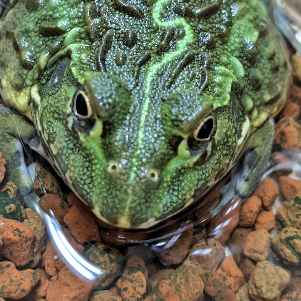 アフリカウシガエル カワ(・∀・)イイ!! カッコイイ！綺麗！爆食！アフリカウシガエル 8