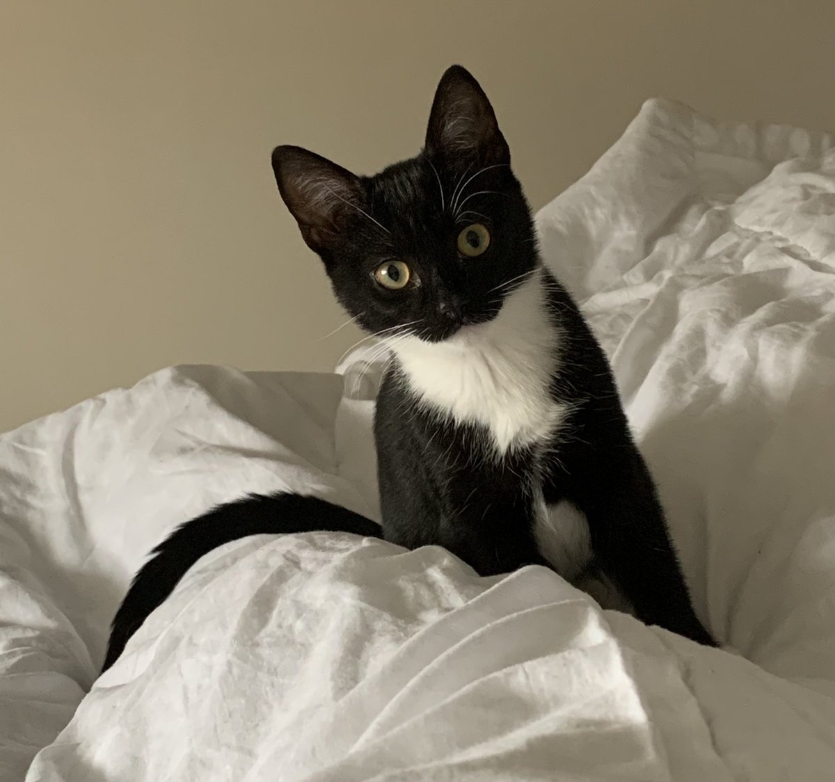 SusanFieldFCIPD's tweet photo. #InternationalCatDay https://t.co/ElWcM0Sg8d