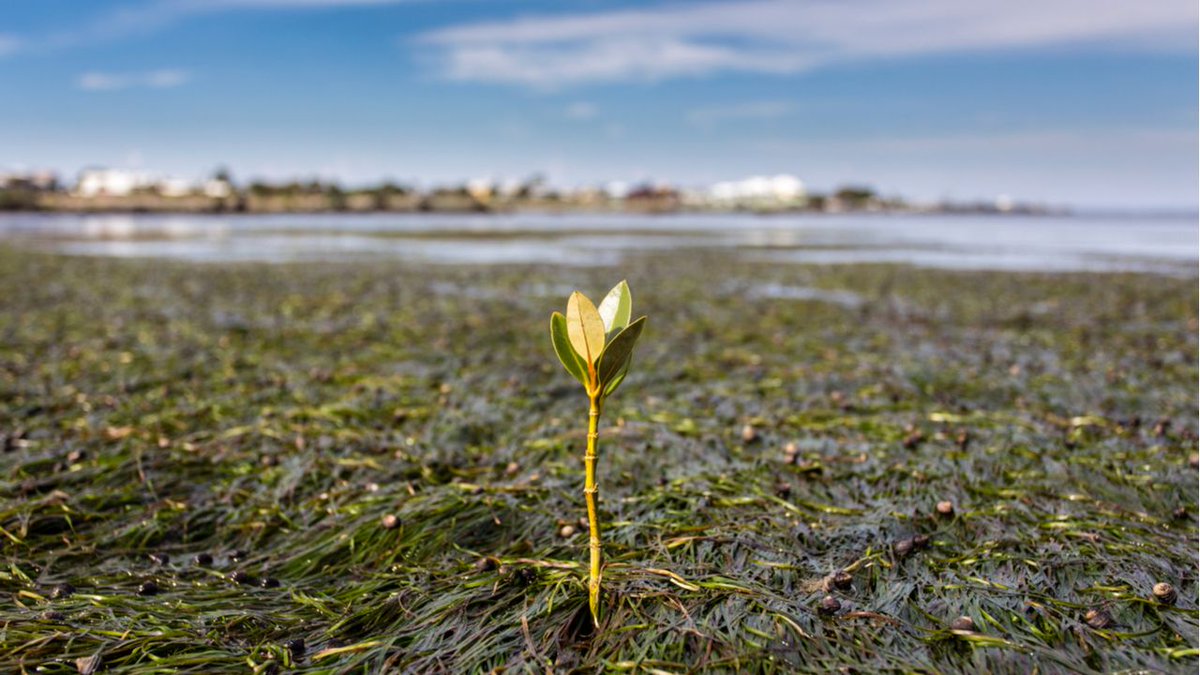 Environmental inactivity is no longer an option. Pressure from stakeholders has created a climate action feedback loop that rewards and reinforces corporate climate action. buff.ly/3An5v1w
#climateneutral #climate #ClimateCrisis #ClimateAction #ClimateJustice