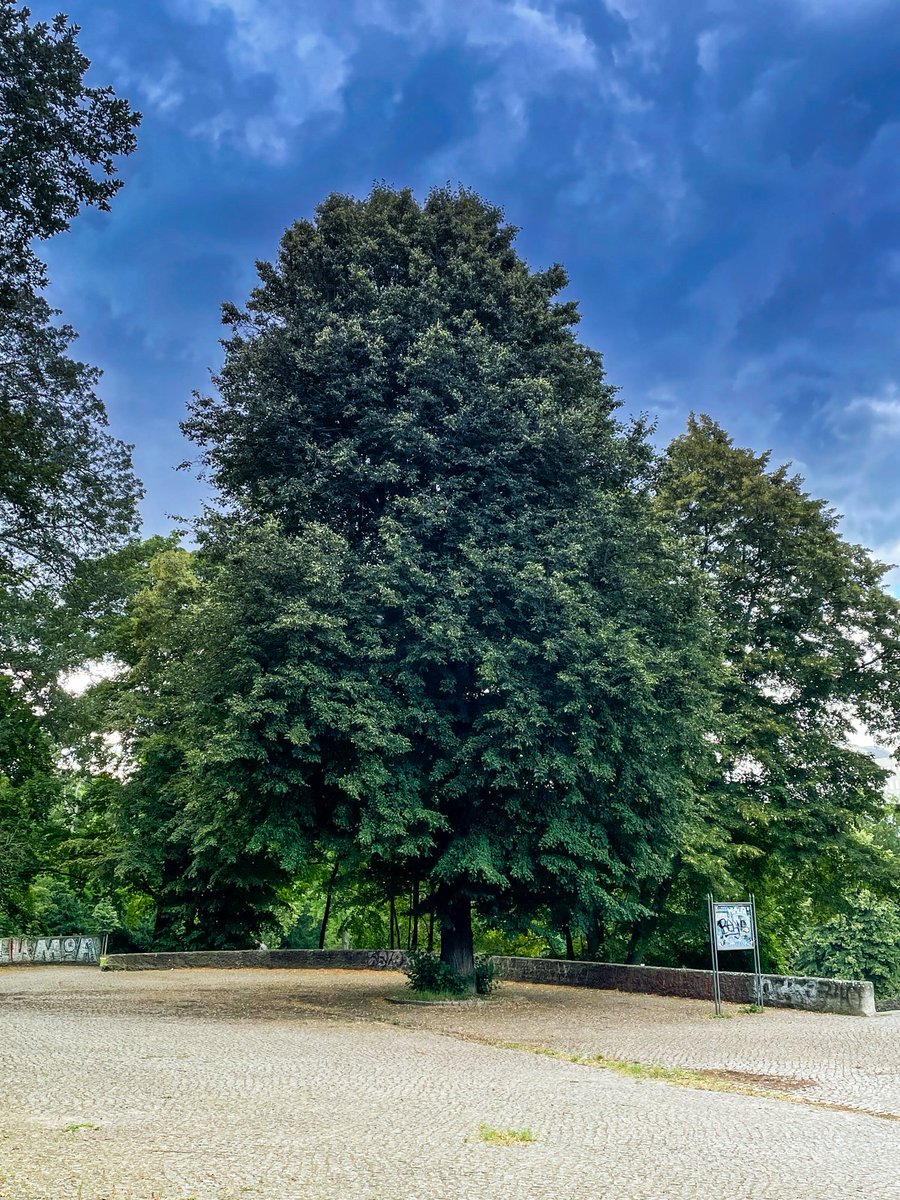 gargantuakunst's tweet photo. Prepping new project/ Open Call " Magritte's Tree" #guerrillaprojection #workshop #opencall #art #poetry #cryptoart https://t.co/yRj9mCdIvy