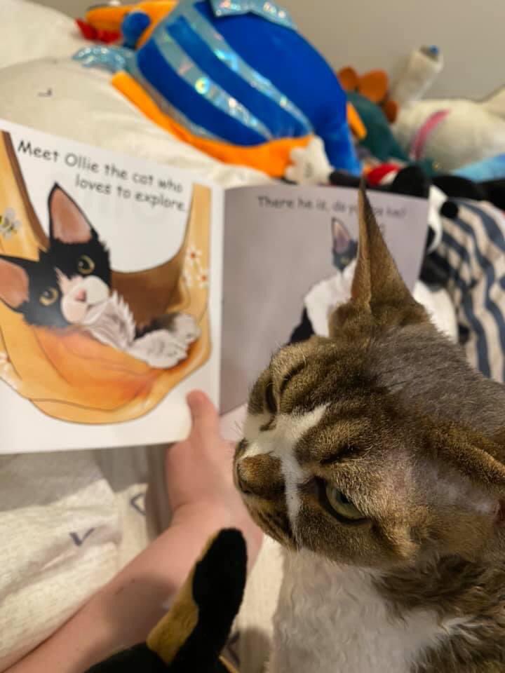 On an overcast&amp;dreary Sunday morning I tweeted <a href="/jk_rowling/">J.K. Rowling</a> to ask if she would RT my very popular children’s books that I wrote&amp;illustrated during lockdown to try &amp; financially survive, a mischievous kitten, the other a dog. I could be cajoled into sending you a copy #jkrowling