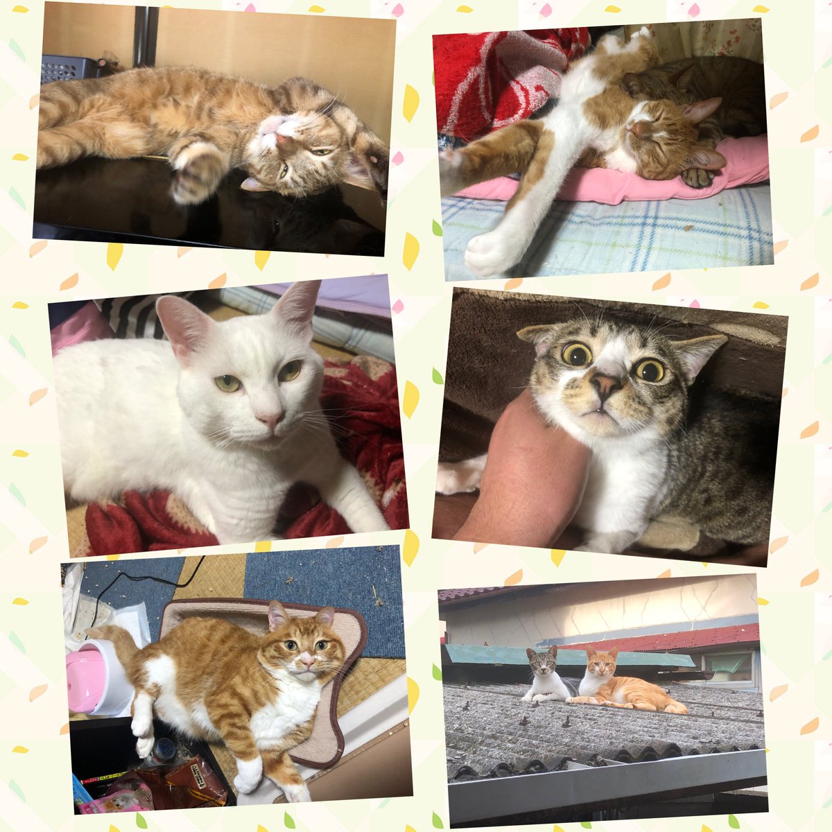 TOMOKIsadowsky's tweet photo. 家の子達も外の子達もみんなが幸せになりますように。

#世界猫の日
#世界ねこの日 https://t.co/rtRVU6Z6Y6