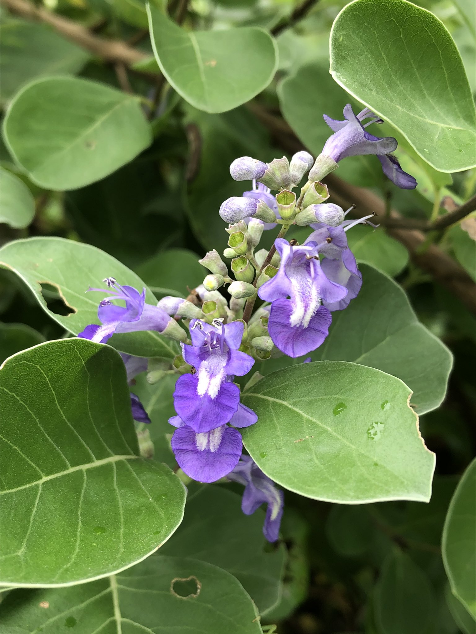 浜香 Twitter Search Twitter