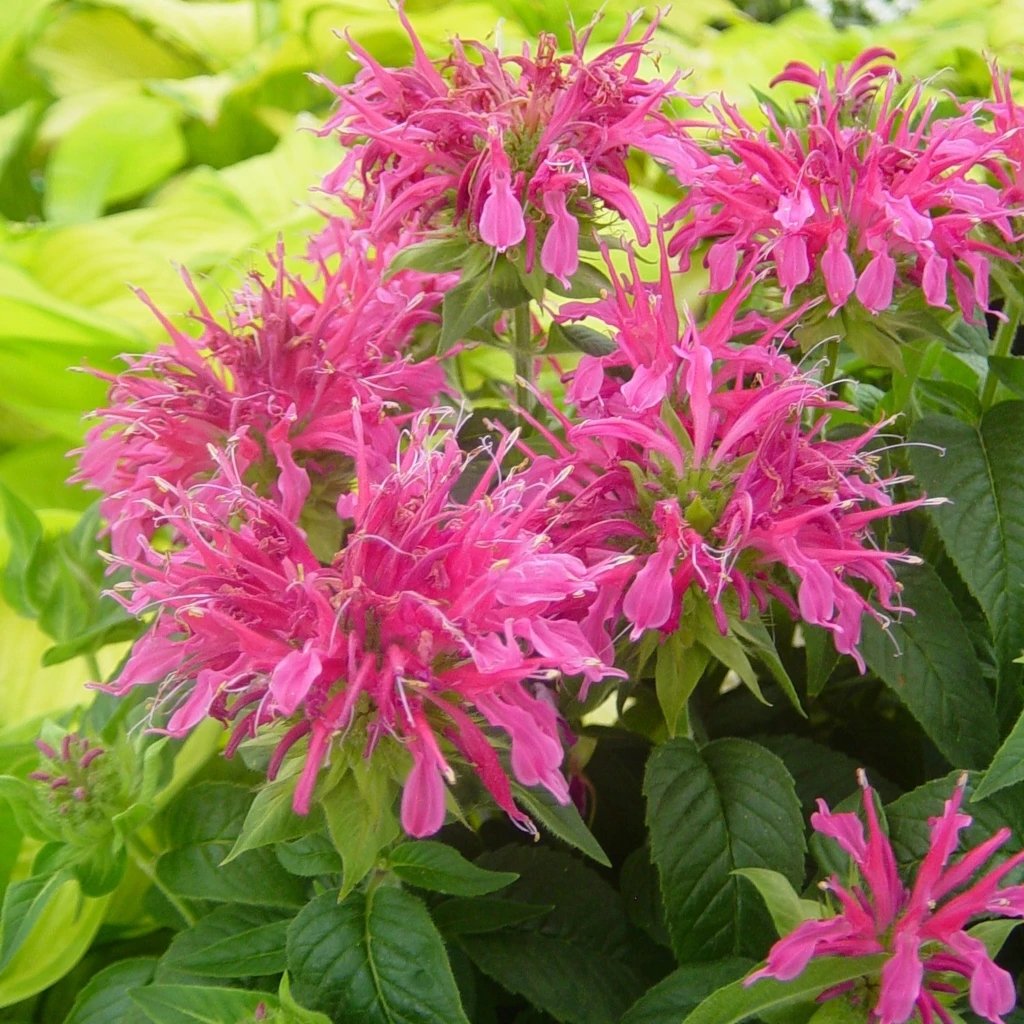 Монарда двойчатая розовая