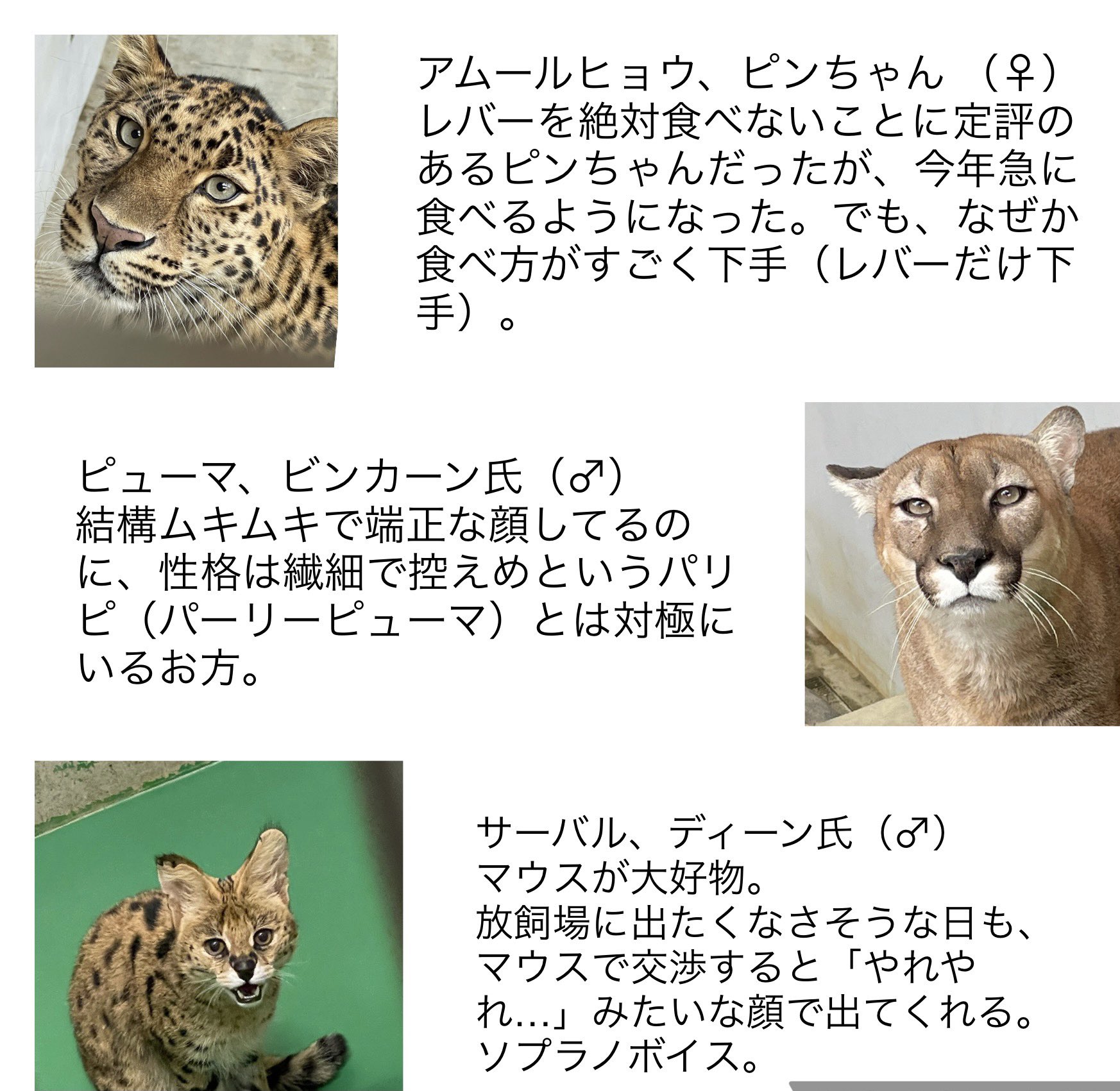 福山市立動物園 公式 本日は 世界猫の日 ヒトとネコの友情を深め合い ネコに安全な生活を提供することを誓う日なんだそうです と 言うことで 今日は当園ネコ科全メンバーの若干マニアックな情報をご紹介したいと思います チェケラ 福山市立