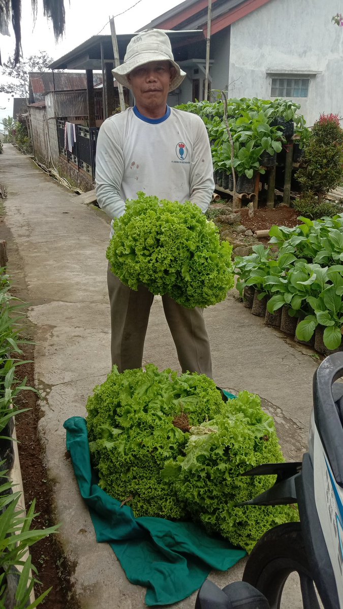 DBlederan's tweet photo. panen sayur organik https://t.co/cj0oL7E7JX