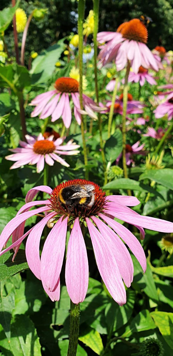 Bina Briggs tweet media