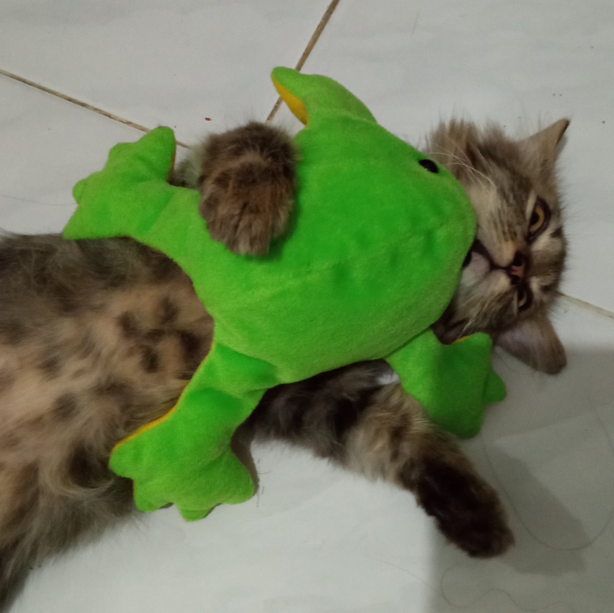 𓆝 𓆟 𓆞 𓆝 𓆟 tweet media