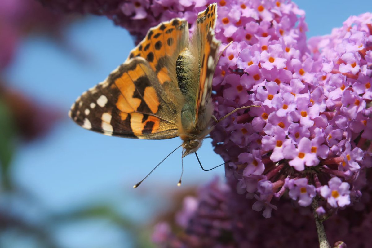 amentsoc's tweet photo. Have you seen our #amentsoc #insectoftheweek this summer? Painted Lady Butterflies (Vanessa cardui) have a huge range - occuring on all continents except South America and Antarctica. This one could have flown from Africa to be π· by @NearwildHelen in West Sussex, UK! https://t.co/sWswPQuLW9