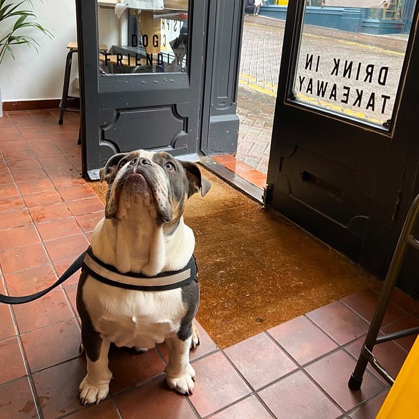 beershopfolke's tweet photo. It may be International Cat Day today, but at The Beer Shop it’s always a day for dogs! This is Whizz, kindly posing in front of our ‘dog friendly’ door signage. Open 1-9pm today for humans &amp; dogs. #DogFriendly #BeerShopFolkestone #Folkestone #LoveDogs #PubDogs #BeerShopDogs https://t.co/ITZCwj7qGj