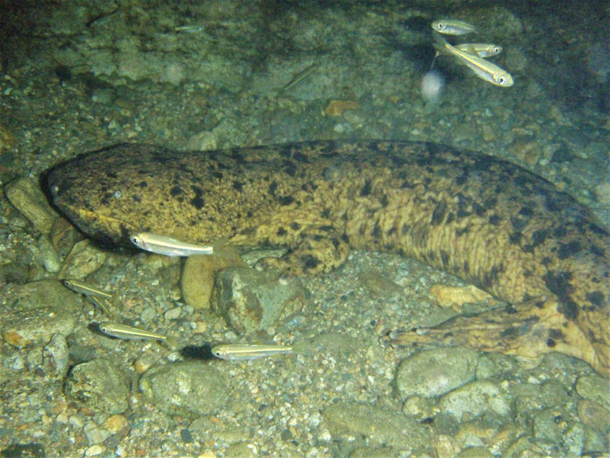 Gsネタ その28 0 05秒の 狩り オオサンショウウオ Gs Giant Salamander は 待ち伏せ型の 狩り をしま 21 08 09 安佐北区の動植物園 水族館 広島市安佐動物公園 まいにちを豊かに りっち