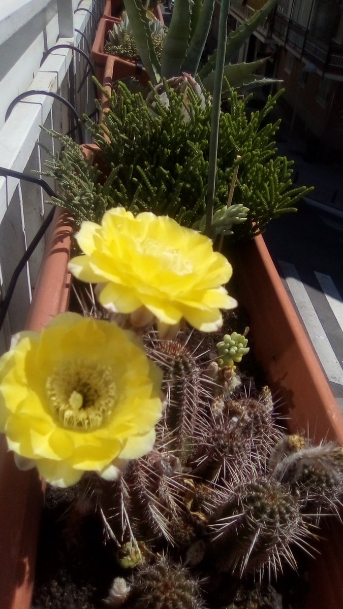 ljcarrascosa's tweet photo. #Cactus #flores #Verano2021 https://t.co/T9RWYj7YMc