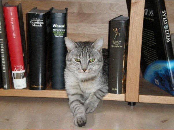 ResearchGermany's tweet photo. #ResearchCat in #Germany 'Hannibal' ๐ฑ assisting with #Archaeology research. Is your cat as intellectual as Hannibal? #InternationalCatDay https://t.co/fwXpjio1BC