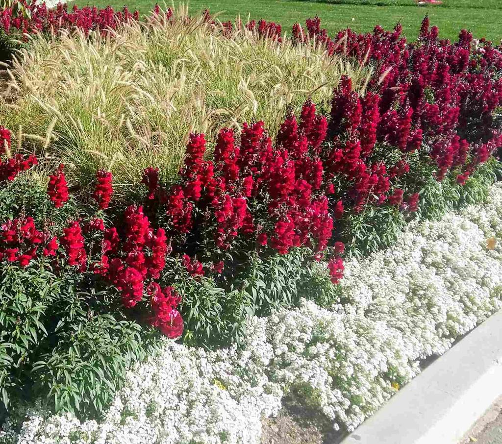 dreamyardgarden's tweet photo. Border gardens are the perfect place for mass plantings. It gives a garden unity. Contrasting colors and textures make it interesting. 😃
#bordergarden #flowers #gardens #gardenideas #dreamyardgardens #DYG https://t.co/0I7cPXF58N