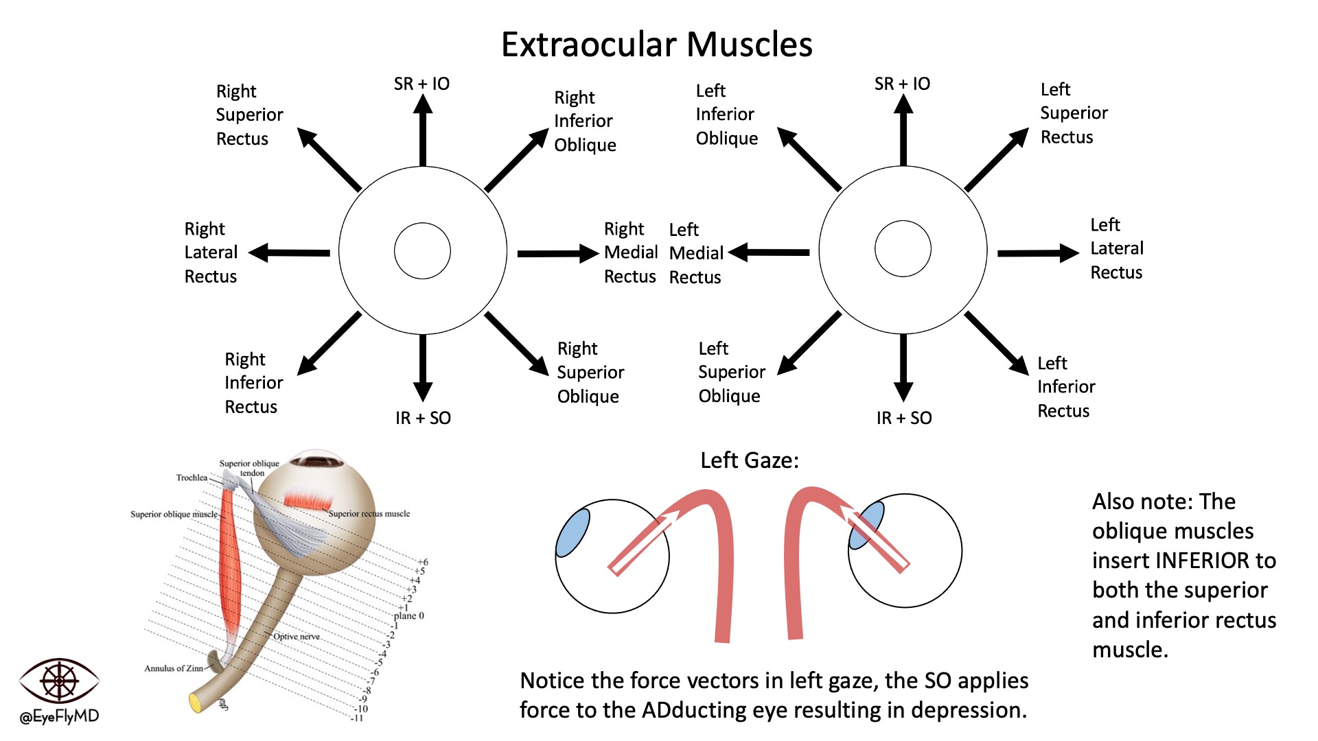 Eye Muscle Movement Diagrams eye-muscle-movement-diagrams