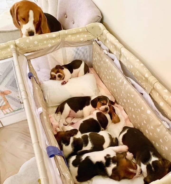 beagle_addict's tweet photo. Family Goals 🎉 💕❤️😍 https://t.co/vIhUQRyJci