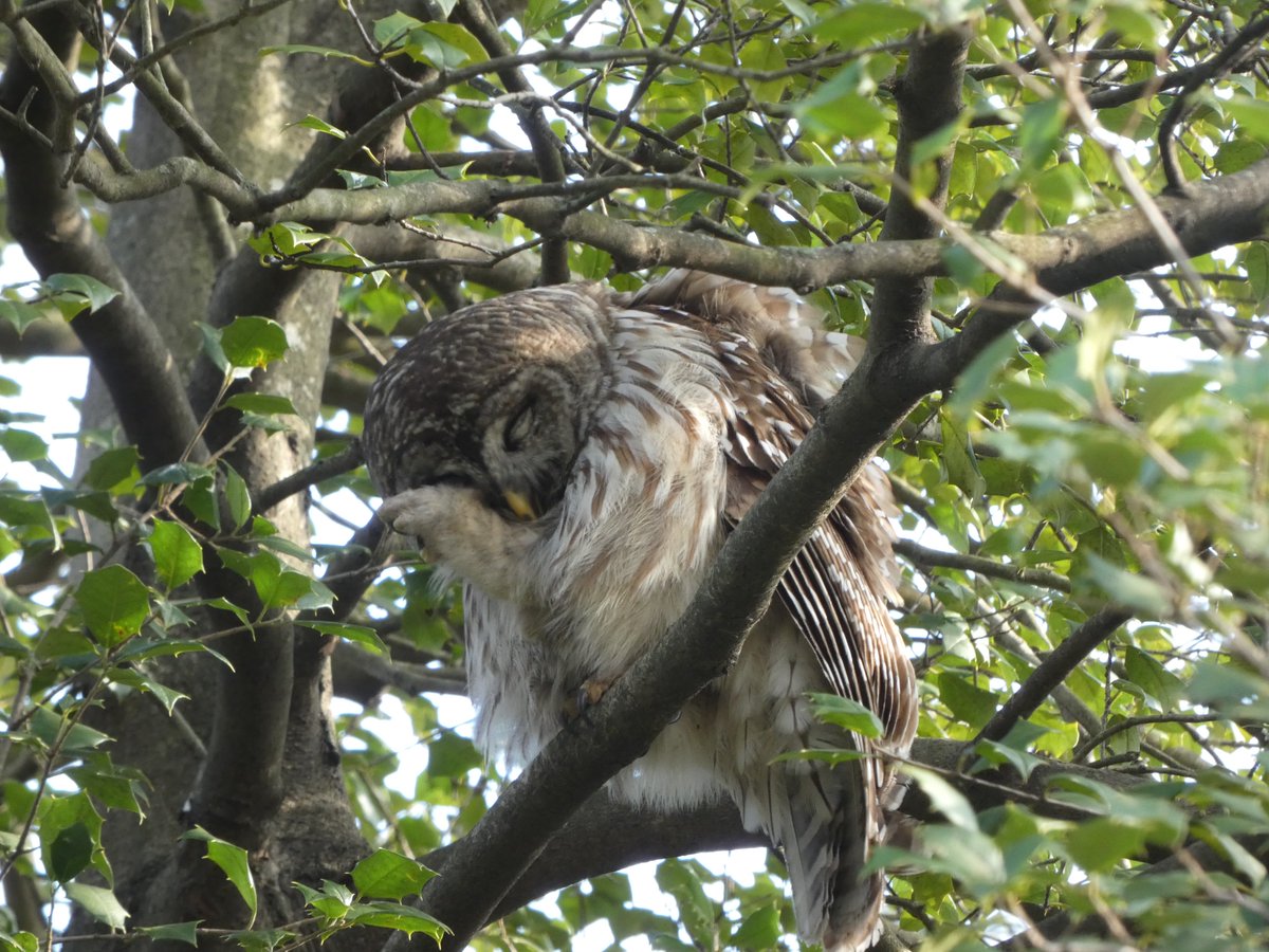 il218Rina's tweet photo. All of the New York birding world is crying. You were magnificent. #birdcp
#barry https://t.co/Btt26SWtvE