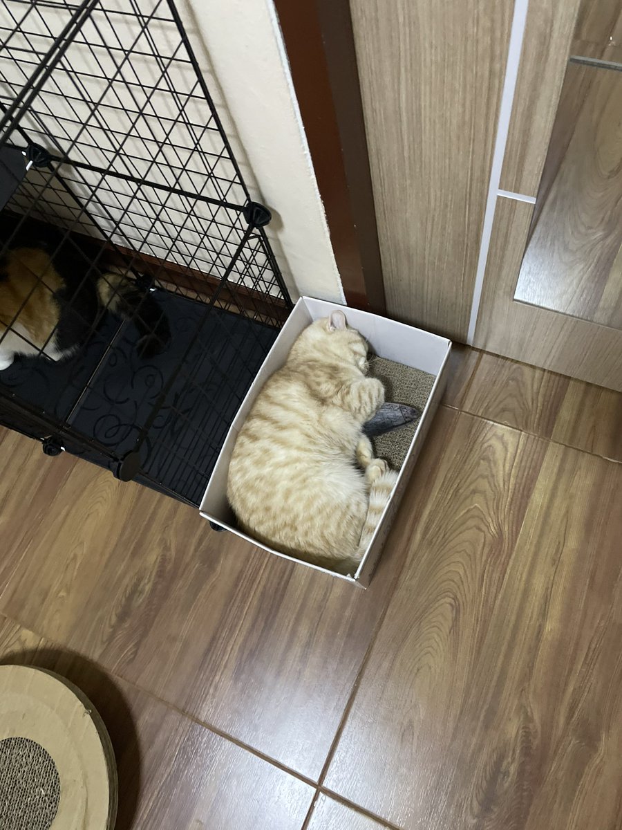 yayee2548's tweet image. แมวเก่าๆ 😔