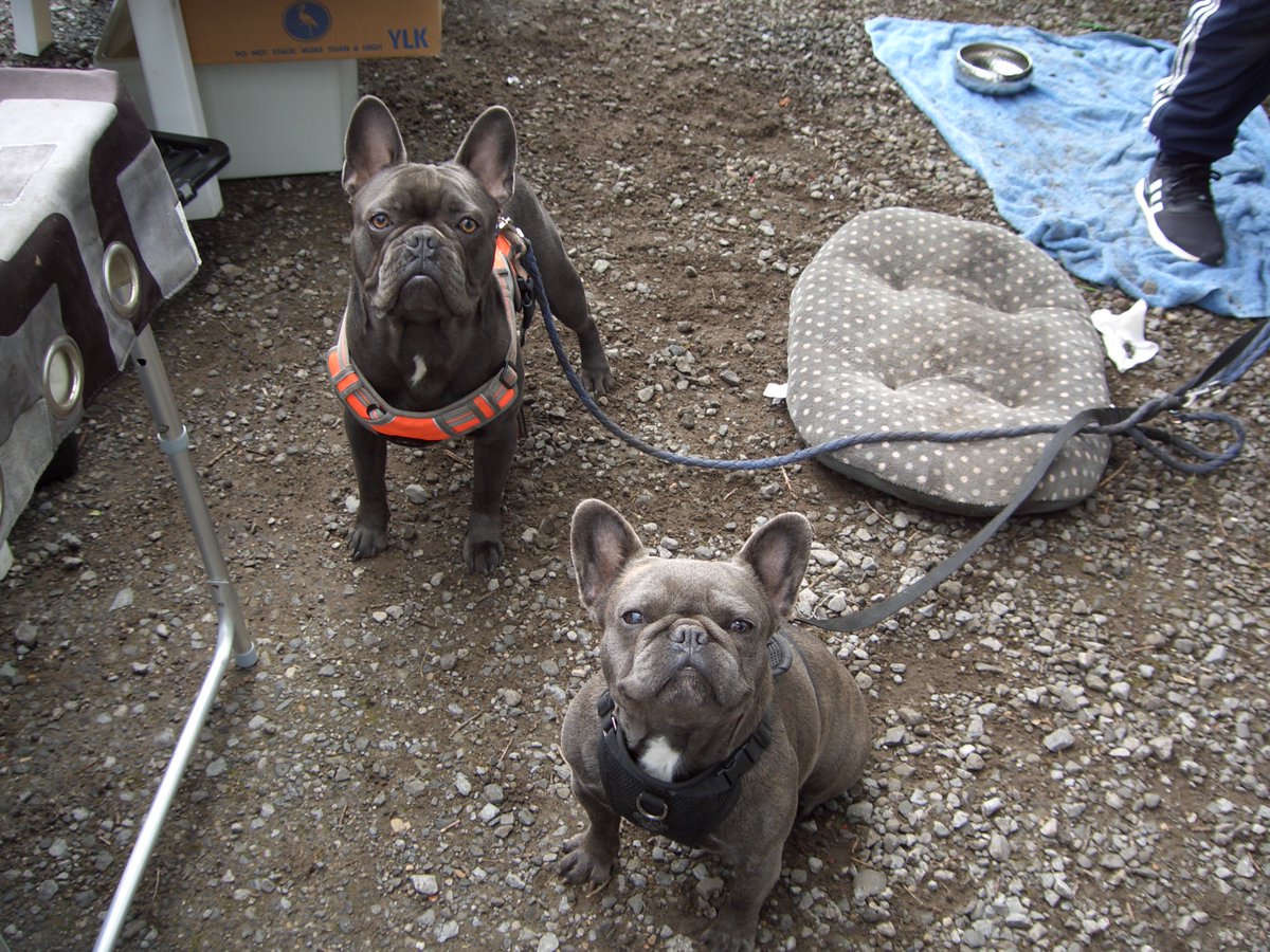 MarketHatsSocks's tweet photo. #SedgefieldCarBoot a little quiet today due to the forecast, but it didn't rain. Meet Coco & Hugo (#FrenchBulldogs) my new "Friends"& regular neighbours. @soult @Ethica11y_Vegan @veg_n_herbs @DogsTrust @DogsForGoodUK @Samsoprano30 @TheGoldenSmog https://t.co/L5DqPMRUoZ