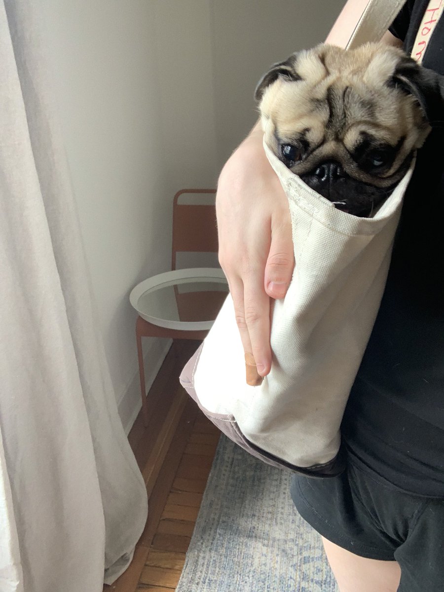 pug in bag
