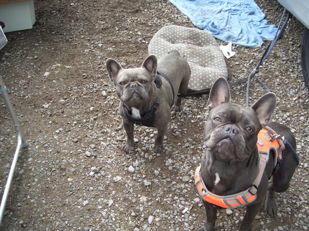 MarketHatsSocks's tweet photo. #SedgefieldCarBoot a little quiet today due to the forecast, but it didn't rain. Meet Coco & Hugo (#FrenchBulldogs) my new "Friends"& regular neighbours. @soult @Ethica11y_Vegan @veg_n_herbs @DogsTrust @DogsForGoodUK @Samsoprano30 @TheGoldenSmog https://t.co/L5DqPMRUoZ