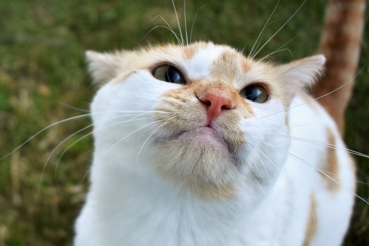 FartyCheddarCat's tweet photo. I's cute, derefor I trubble.
I's trubble, derefor I Cheddar.
I Cheddar, derefor I cat.

Happy #InternationalCatDay! https://t.co/bXgnEKc28S
