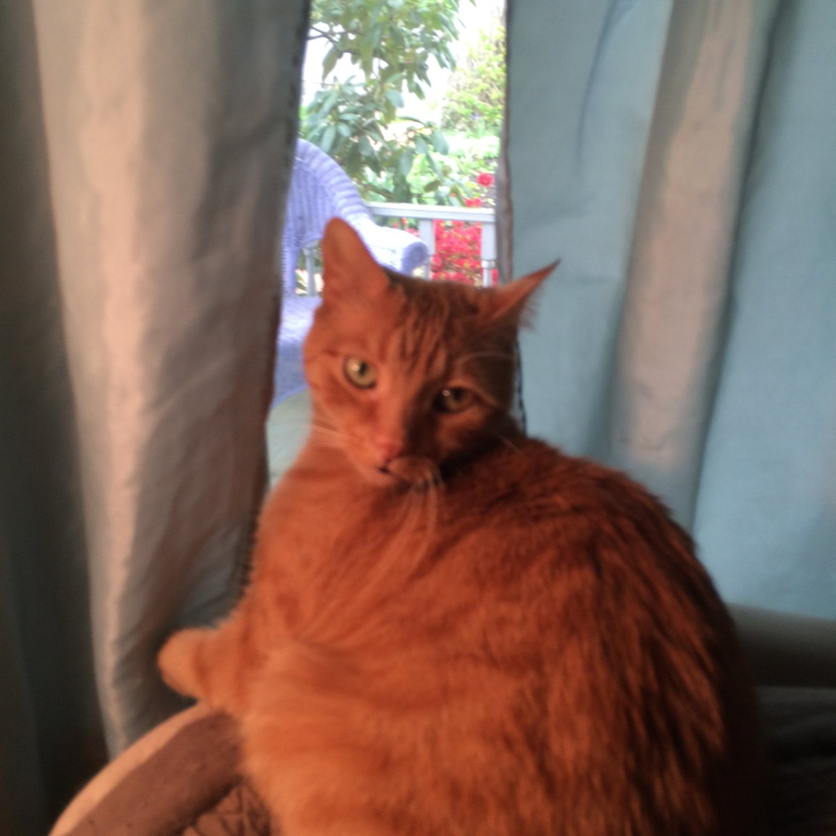 amy_grech's tweet photo. #InternationalCatDay https://t.co/GEUmYcAHqW