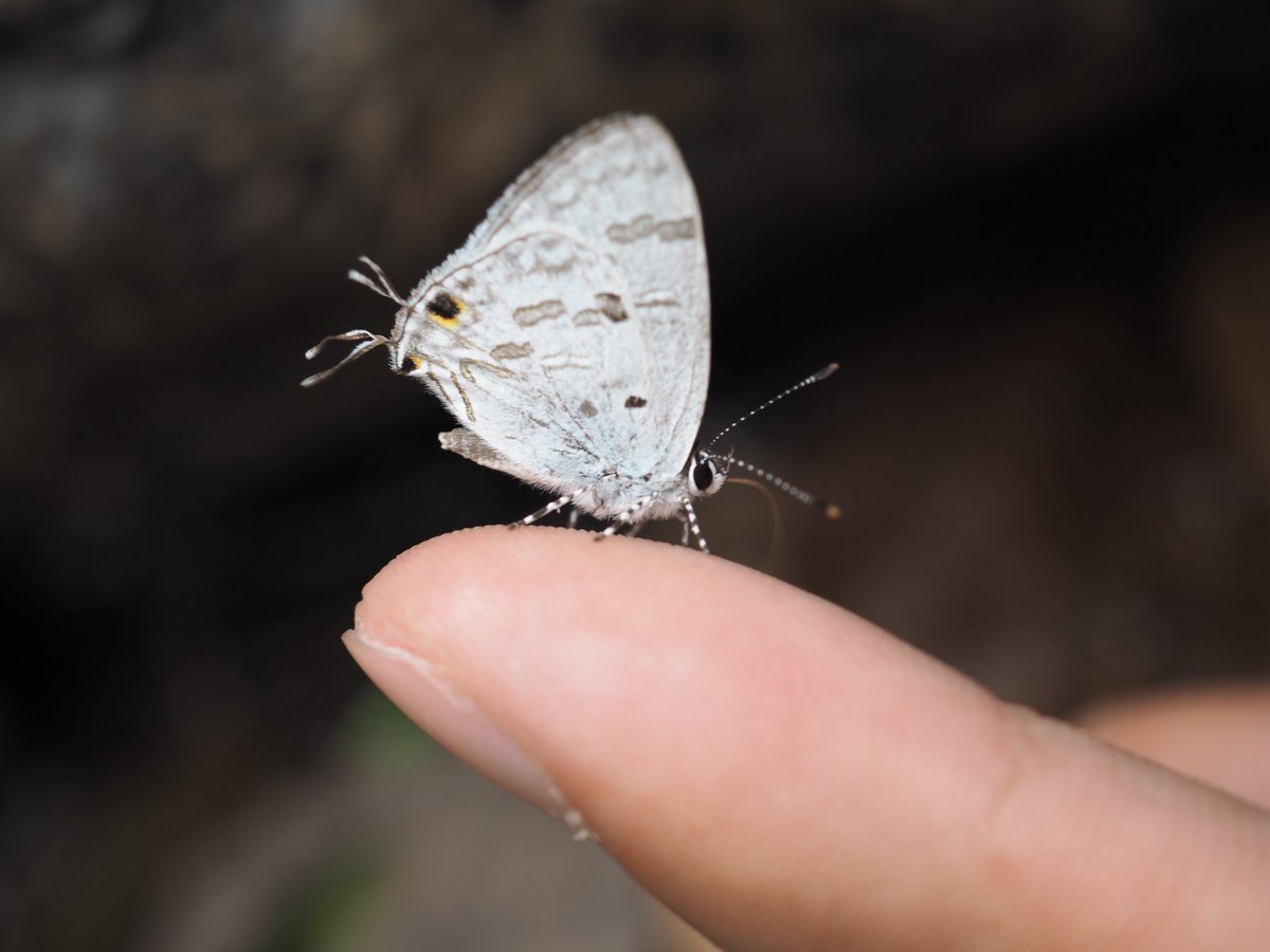 Hcc小寶 Insect Hcc Twitter Hcc小寶 Insect Hcc Twitter