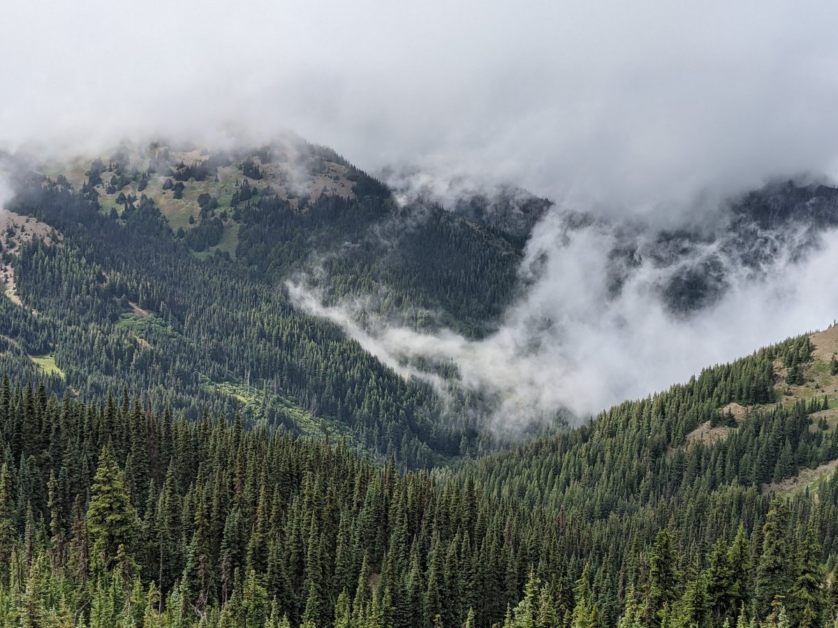 logicalblock's tweet image. Foggy day at #HurricaneRidge @OlympicNP. Breathtaking as always to see the clouds rolling through the mountains
