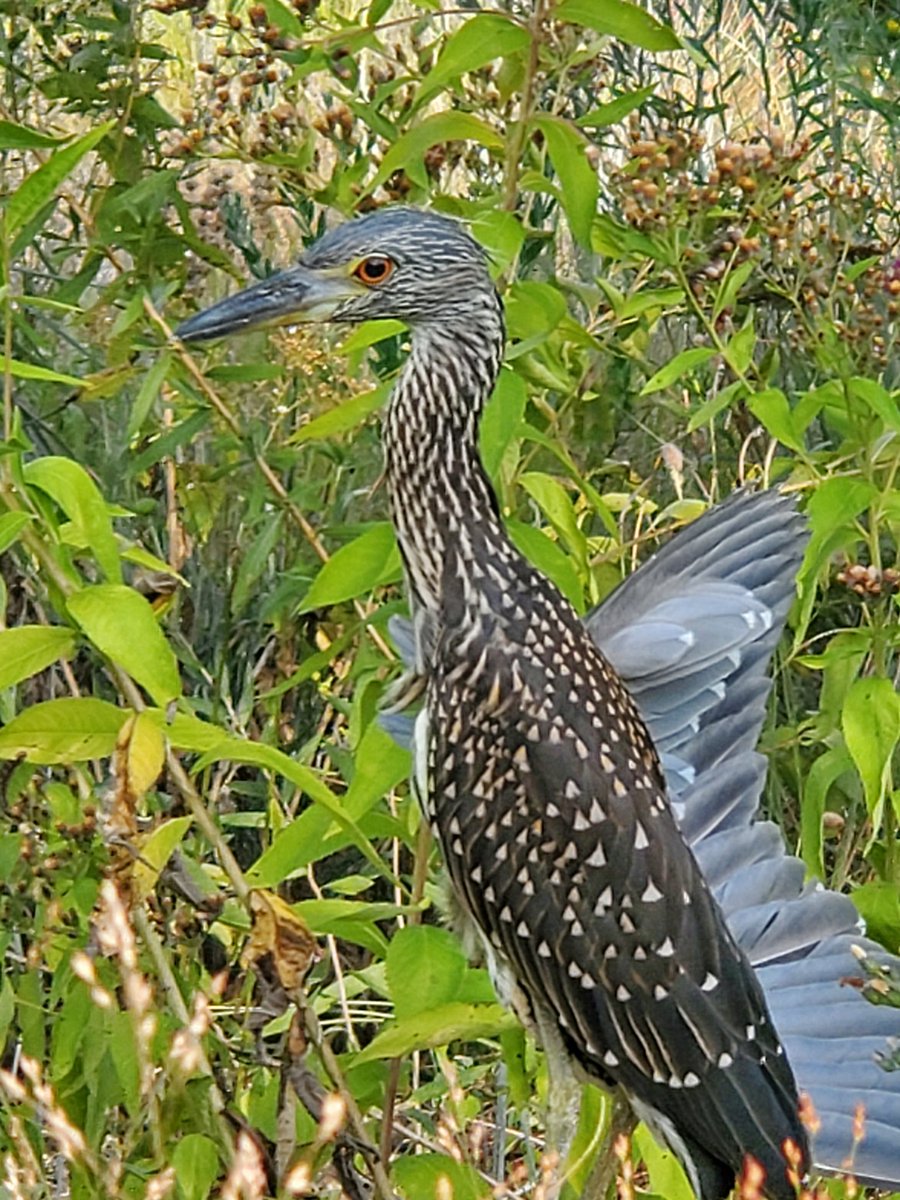 don909tiny's tweet image. Broken wing
On the way to the rehab center 
Probably a cat