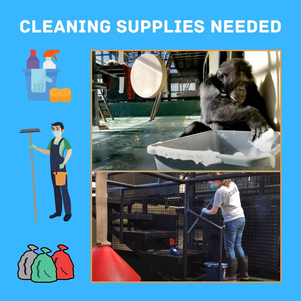 projectchimps's tweet photo. Luke ๐ต only helps us clean when he's in the mood for it, but our caregivers use cleaning supplies every day! Please send a cleaning supply item for our Amazon Wish List and help us keep all of our facilities nice and clean!
https://t.co/a0ZvPjNStq
#LukeChimp #CleaningSupplies https://t.co/rAsDeBuZkq