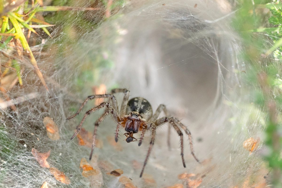 From shape, markings + sheet web with funnel deep in gorse &amp; heather on #ChislehurstCommons, this looks to be a labyrinth spider Agelena labyrinthica (with snack) <a href="/ChisCommons/">Chislehurst Commons</a> <a href="/BritishSpiders/">BAS</a> <a href="/kent_field/">Kent Field Club</a> <a href="/WILDGuidesBooks/">WILDGuides</a> Britain's spiders
