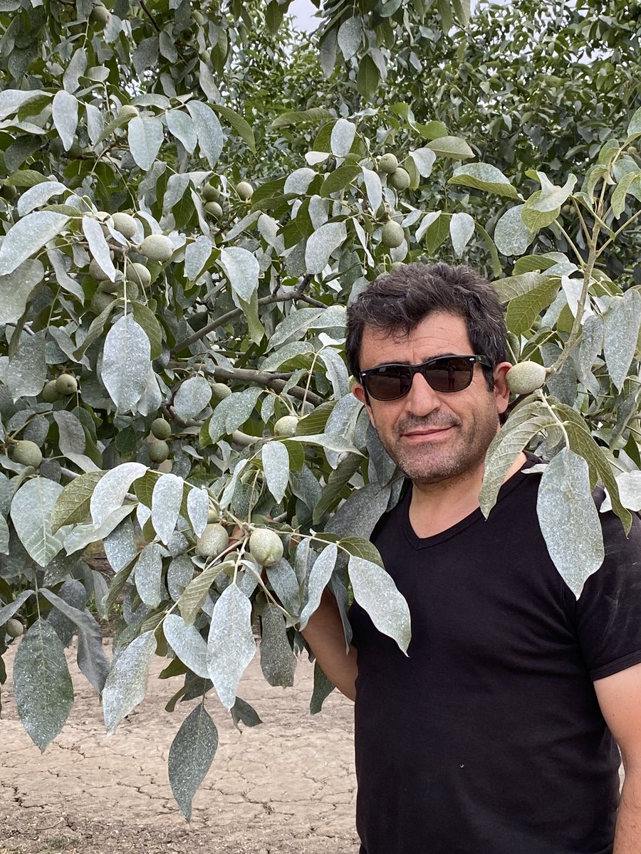 akcayasar's tweet photo. AkçaNut ceviz bahçeleri yönetim sisteminde bitkiler gerçekleri konuşur…. https://t.co/r8vRrnnG6v