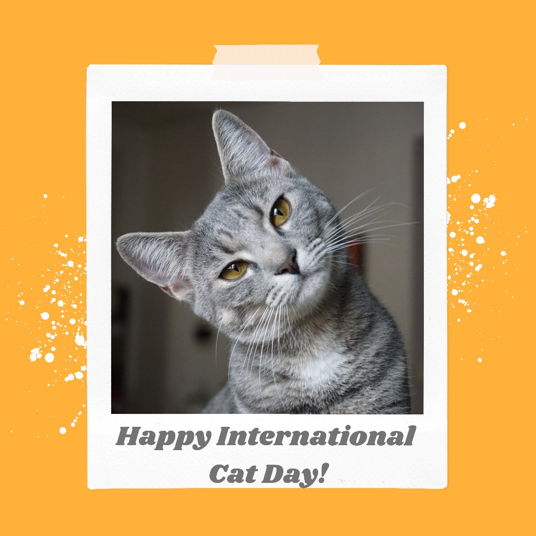 It’s International Cat Day!🐱 comment if you have a cat at home🥳