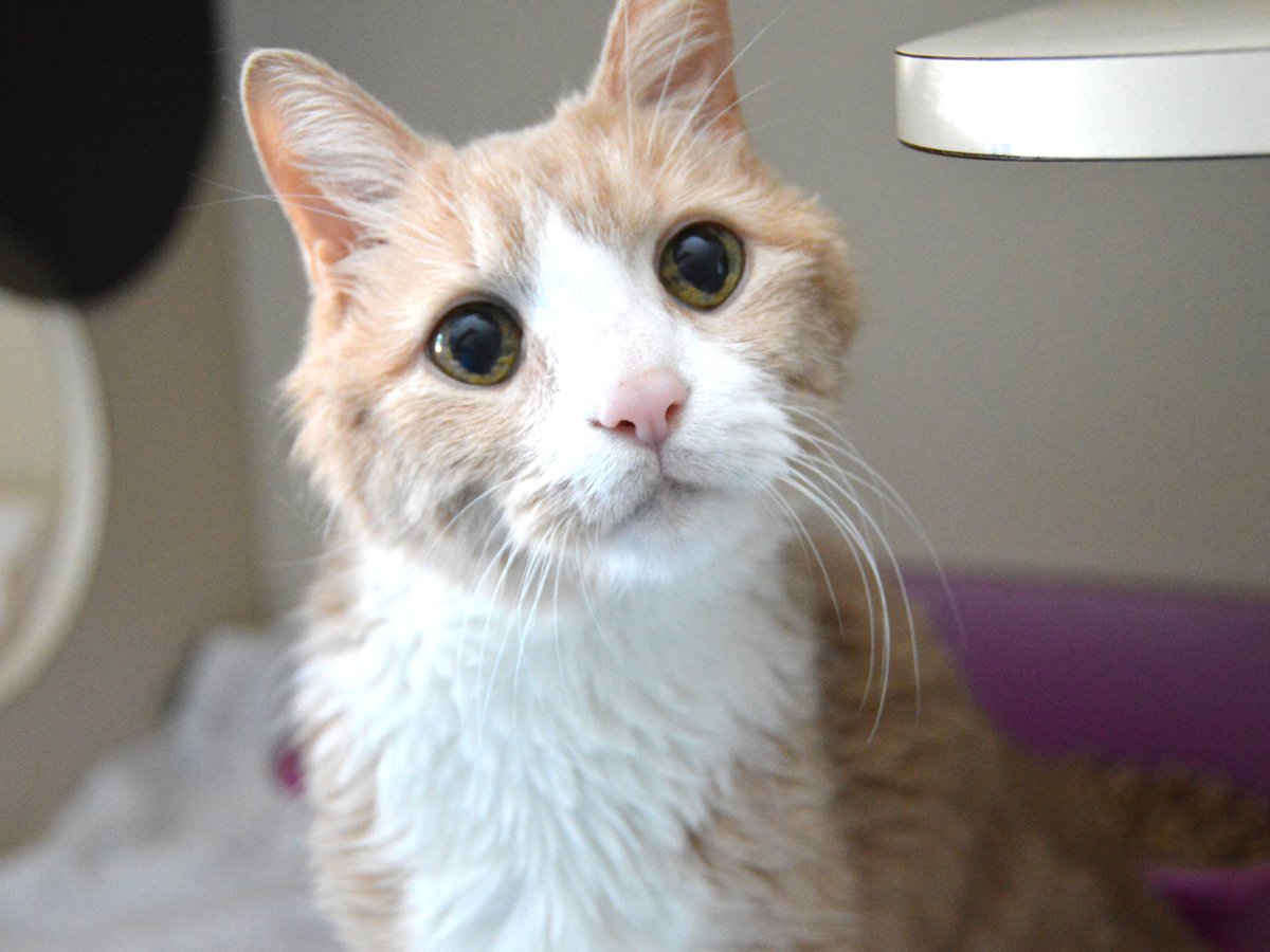 petsalive's tweet photo. Our #SeniorStud Billy is still available and would love to find his forever home on #InternationalCatDay!

Billy is about 15 years old and takes a pill for his thyroid. He doesn't ask for much but food and a nice bed!

https://t.co/u97zHvKrlt https://t.co/bSnq2ka2l0