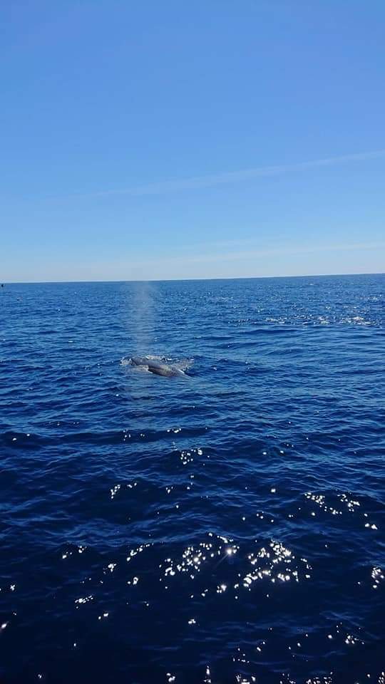 すずちゃん 11歳 岡山歌っ子 お休み 高知旅行 から帰ってきたよー 今年は ホエールウォッチング 鯨 クジラ 見れたよ イルカ マダライルカ も たくさん遊びに来てくれたよ 船の中で 1番高い場所にある椅子に座っていた すずちゃん 11歳 岡山歌っ子 お休み 高知旅行 から帰ってきたよー 今年は ホエールウォッチング 鯨 クジラ 見れたよ イルカ マダライルカ も たくさん遊びに来てくれたよ 船の中で 1番高い場所にある椅子に座っていた