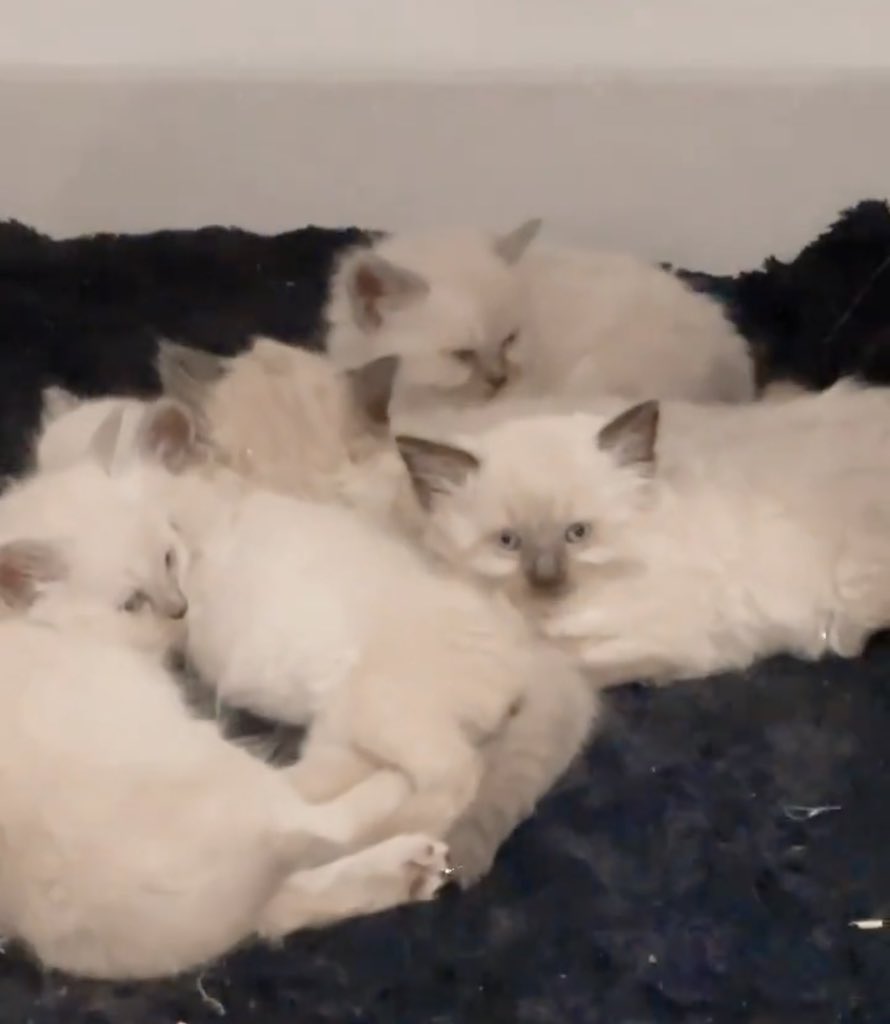 พี่น้องของเจ้าตัวเล็ก