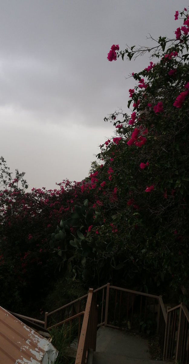 ftoom__95's tweet photo. تصويري 📸
من أبها 🤍💭 https://t.co/0pScU6SAlS