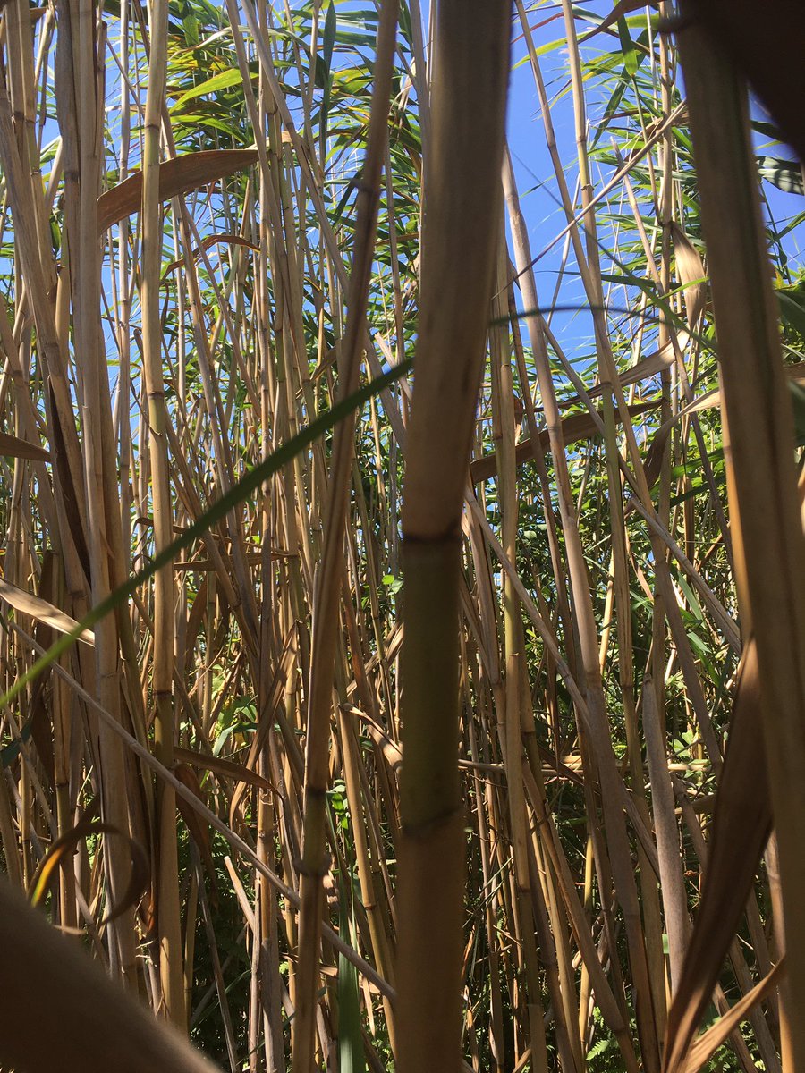 Adriana_Maria_C's tweet photo. In the incredible world of the #DanubeDelta #reedbeds #filteringrole #waveattenuation https://t.co/wJ4rmcjprV