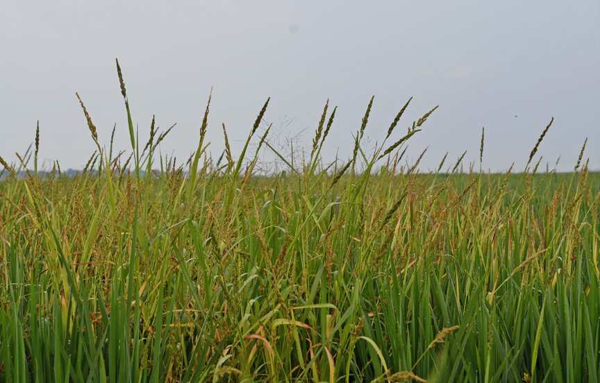 Rice Farming (@ricefarming) on Twitter photo Got barnyardgrass herbicide resistance? If you farm rice in Arkansas, you can collect seed samples and send them in for a free herbicide-resistance screening ricefarming.com/departments/br… <a href="/AginArk/">UA System Div of Ag</a> #barnyardgrass Got barnyardgrass herbicide resistance? If you farm rice in Arkansas, you can collect seed samples and send them in for a free herbicide-resistance screening ricefarming.com/departments/br… <a href="/AginArk/">UA System Div of Ag</a> #barnyardgrass