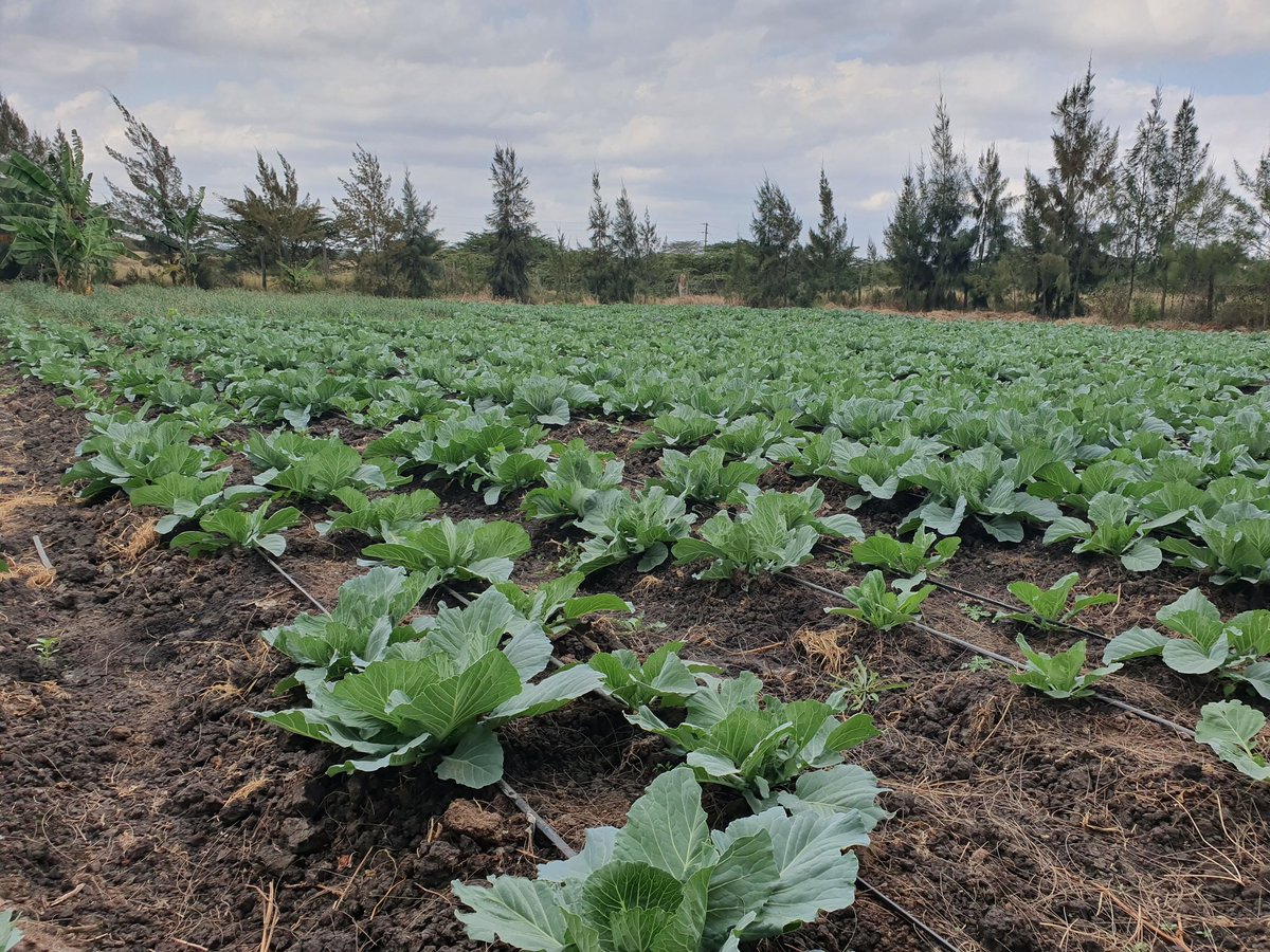 RamaraFarm's tweet photo. Farm visit in Kisaju. Turning dry land into food basket @ Visible Farm https://t.co/av870TMI0l