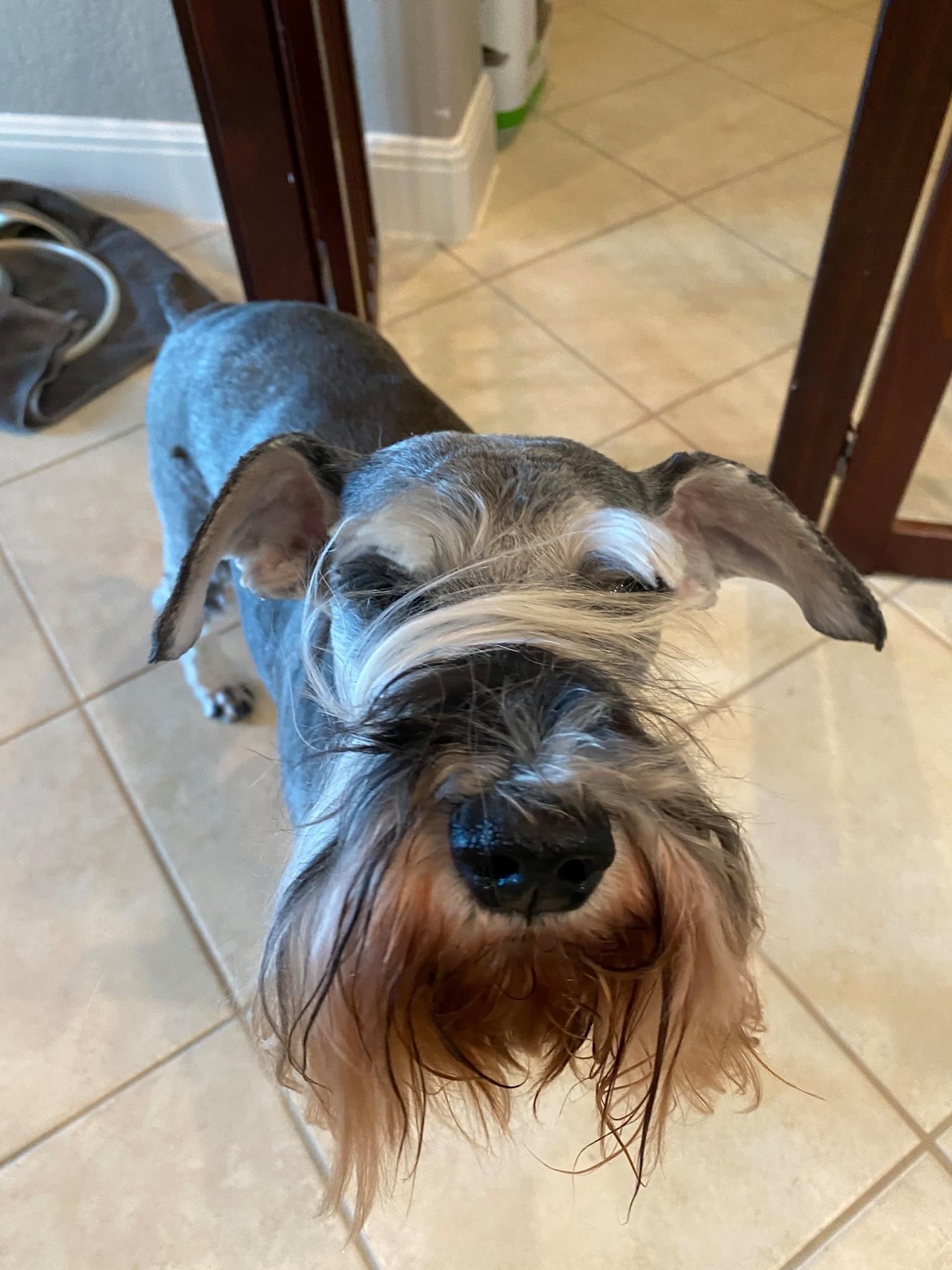 Why Does My Schnauzer Stink