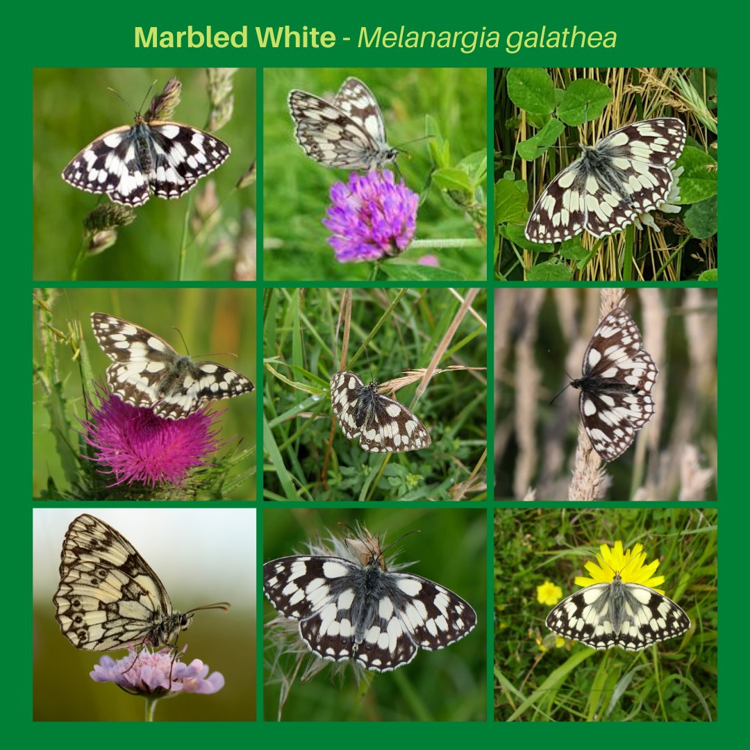savebutterflies's tweet photo. Here are some of the beautiful photographs of the Marbled Whites that have been spotted in this year's Big #ButterflyCount! π
You can find out more about the species here π https://t.co/QRv5EpW4Aj
There's still time to take part, so please #GetOutForTheCount! π¦ https://t.co/X8imrU95VC