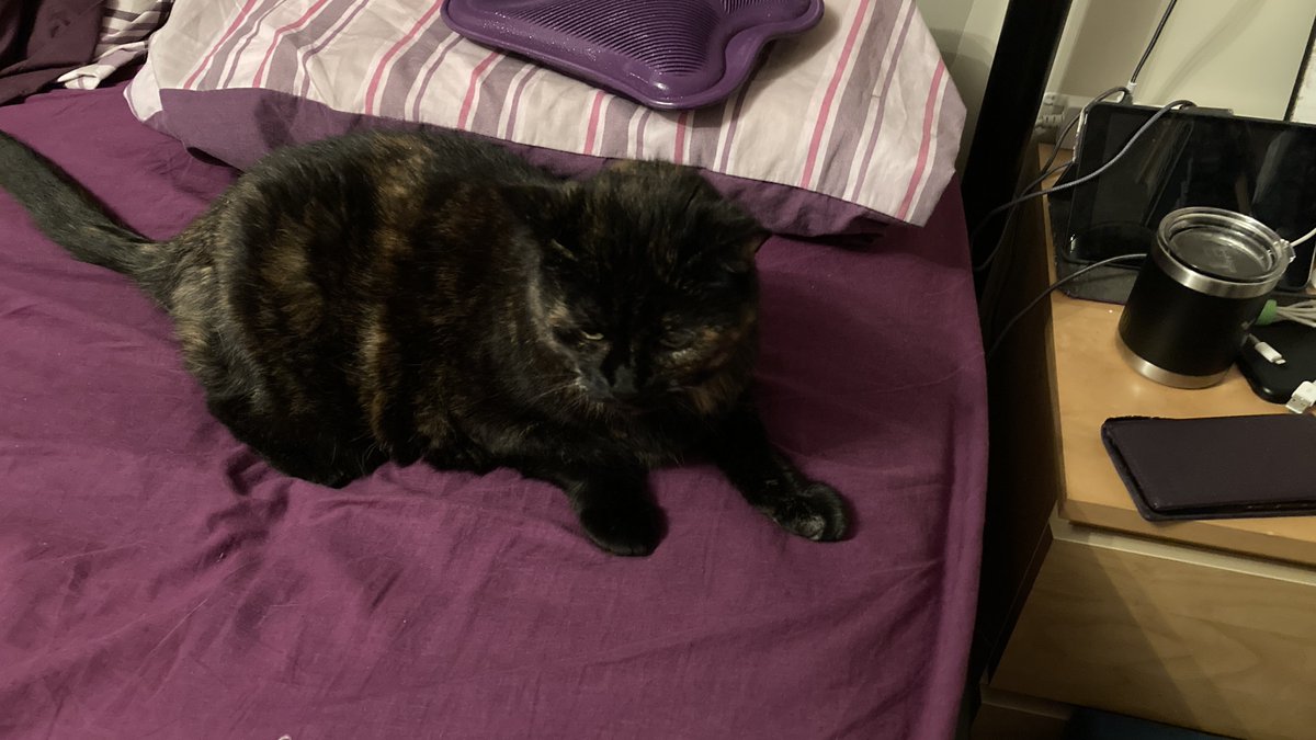 AuronKitty's tweet photo. @TheStourbridge Hello George, I live with Mum Staff and Dad Staff in East London. Happy #InternationalCatDay! https://t.co/vSJt2aPMnc